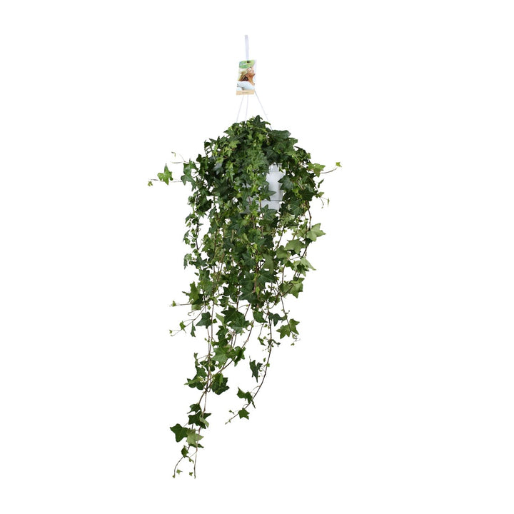Lierre Hedera Helix Pitsburg - Suspension/XXL - Ø17cm - 90cm
