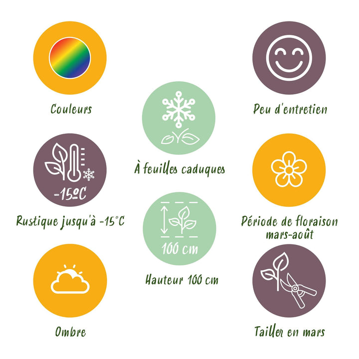 Kit de plantes pour bordure de fleurs - ombre