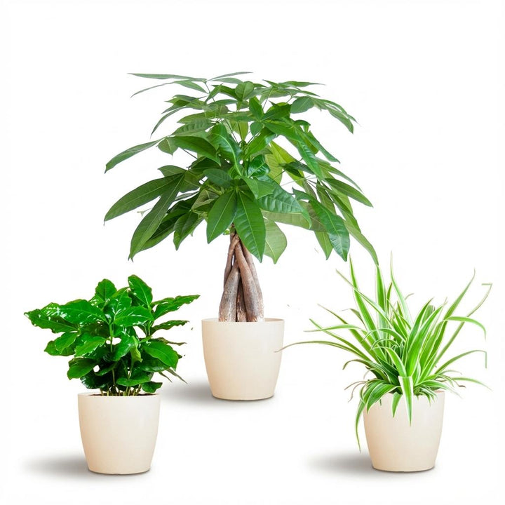 Diervriendelijke Plantenbox - klein - met sierpot - Ø12