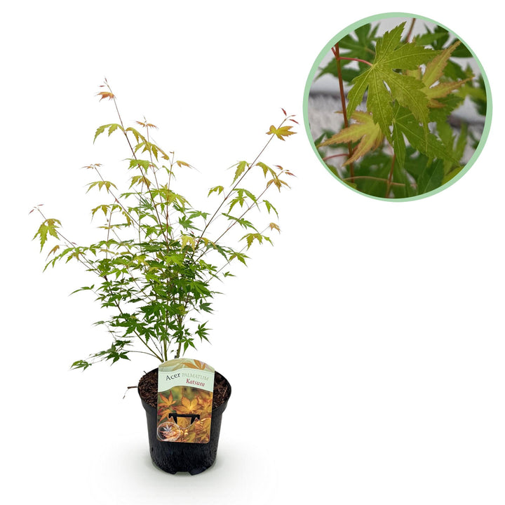 Érable Japonais Katsura - Orange - 70cm - Acer Palmatum Extérieur