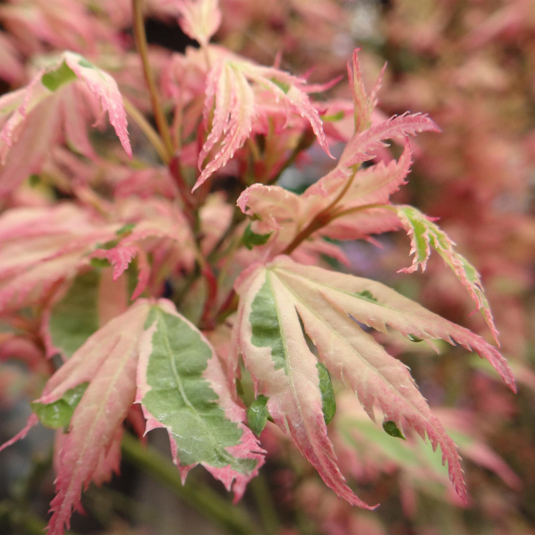 Japanse Esdoorn Lyoshi - Roze - 70cm - Acer Palmatum Buiten