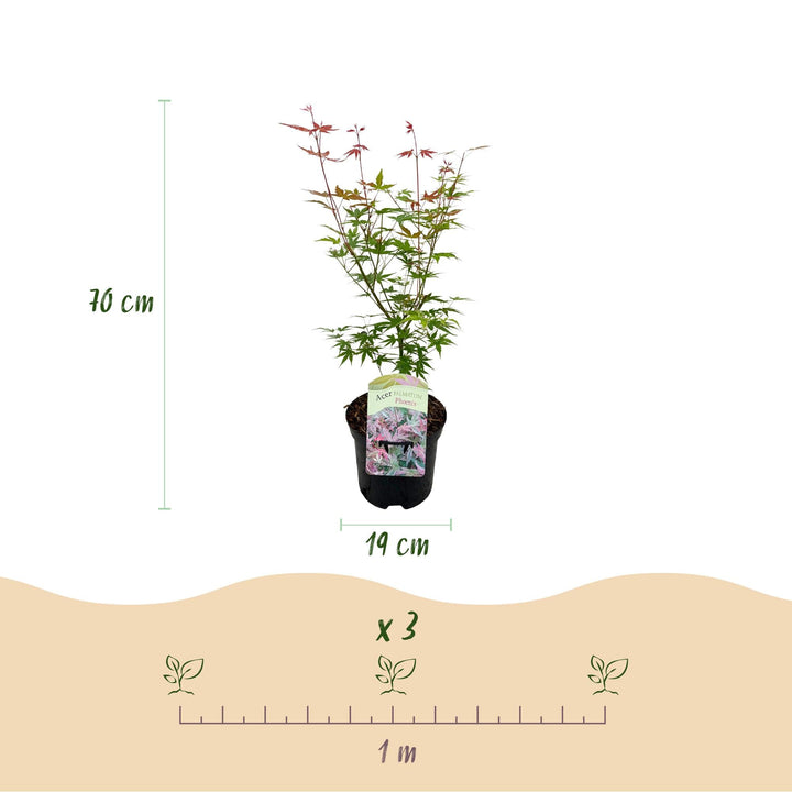 Japanse Esdoorn Phoenix - Roze - 70cm - Dadelpalm | Koop