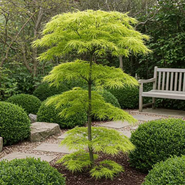 Japanse Esdoorn Koto-no-ito - Groen - 70cm - Acer Palmatum Buiten