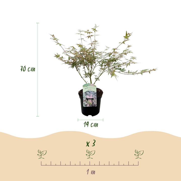 Japanse Esdoorn Lyoshi - Roze - 70cm - Acer Palmatum Buiten