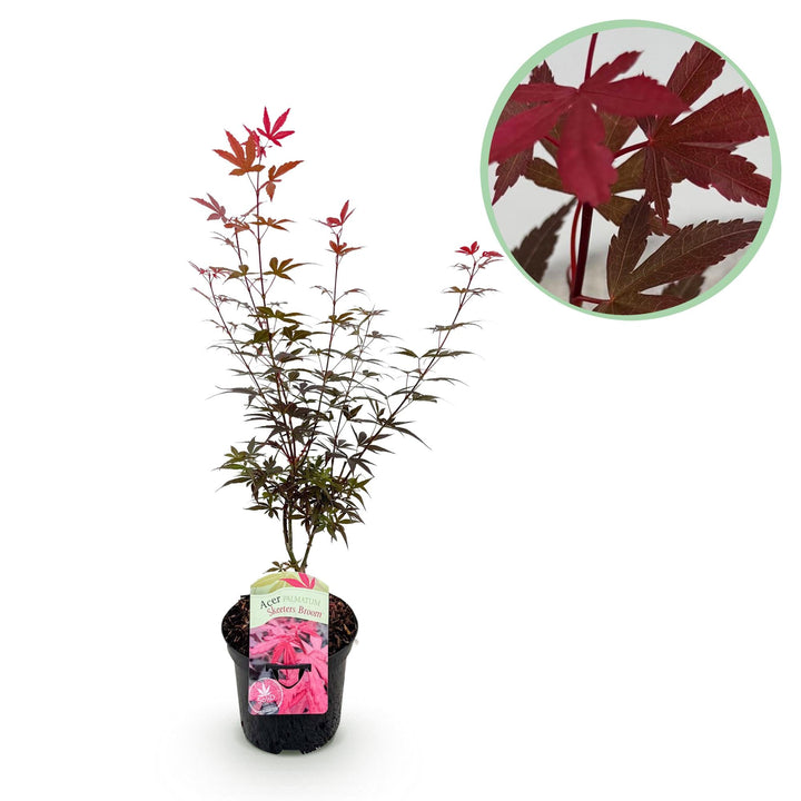 Japanse Esdoorn Skeetsers Broom - Paars - 70cm - Acer Palmatum Buiten