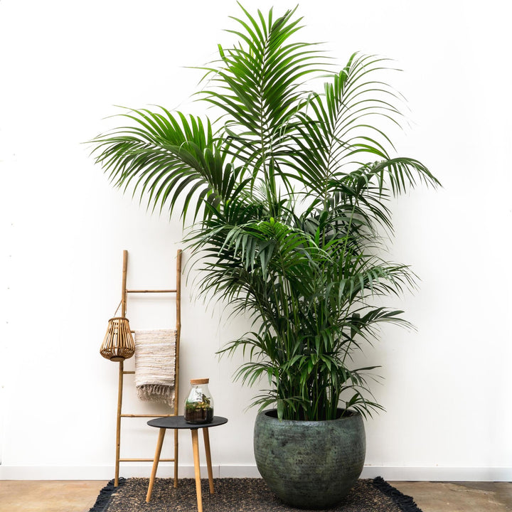 Pot Fabien Mystic Green - Bloempot Kamerplant - Plantenpot