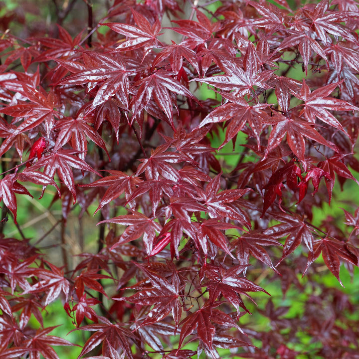 Japanse Esdoorn Bloodgood - Rood - 70cm - Acer Palmatum Buiten