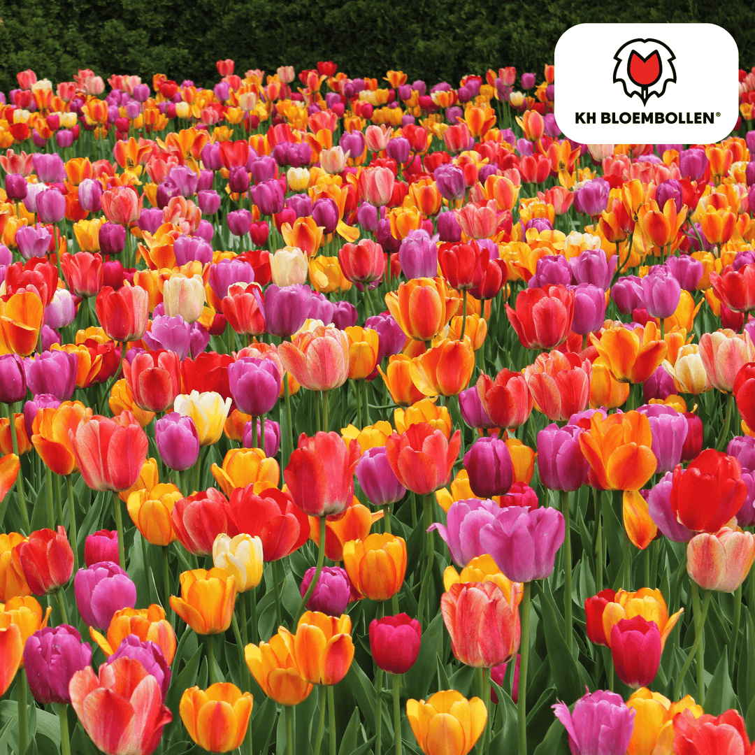 Mélange coloré de bulbes de tulipes - 20 pièces - Bulbes de fleurs de jardin