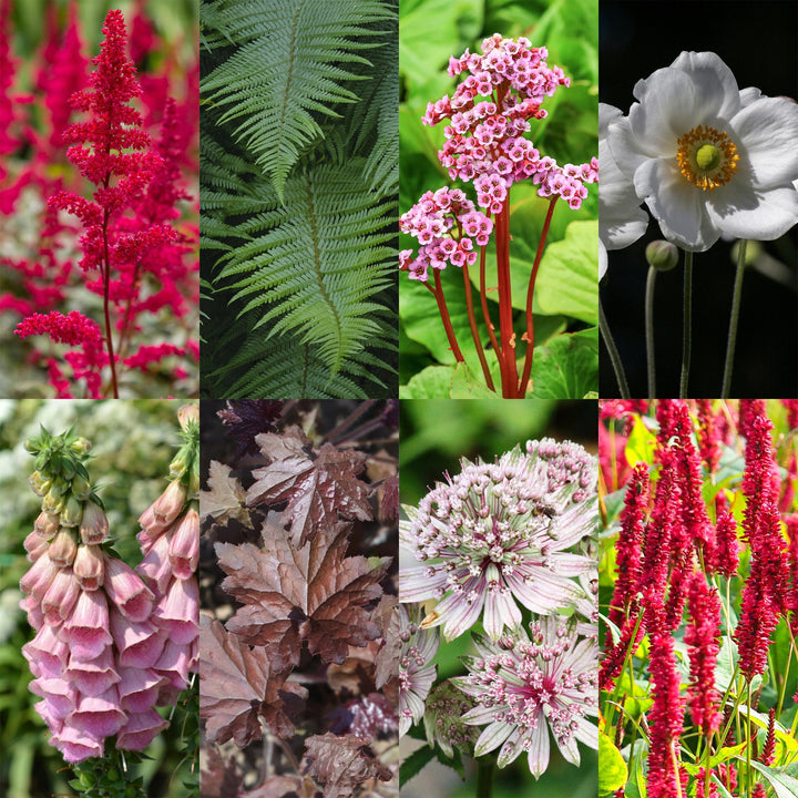 Kit de plantes pour bordure de fleurs - ombre