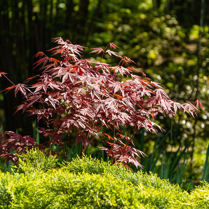 Japanse Esdoorn Atropurpureum - Paars - 70cm - Acer Palmatum Buiten