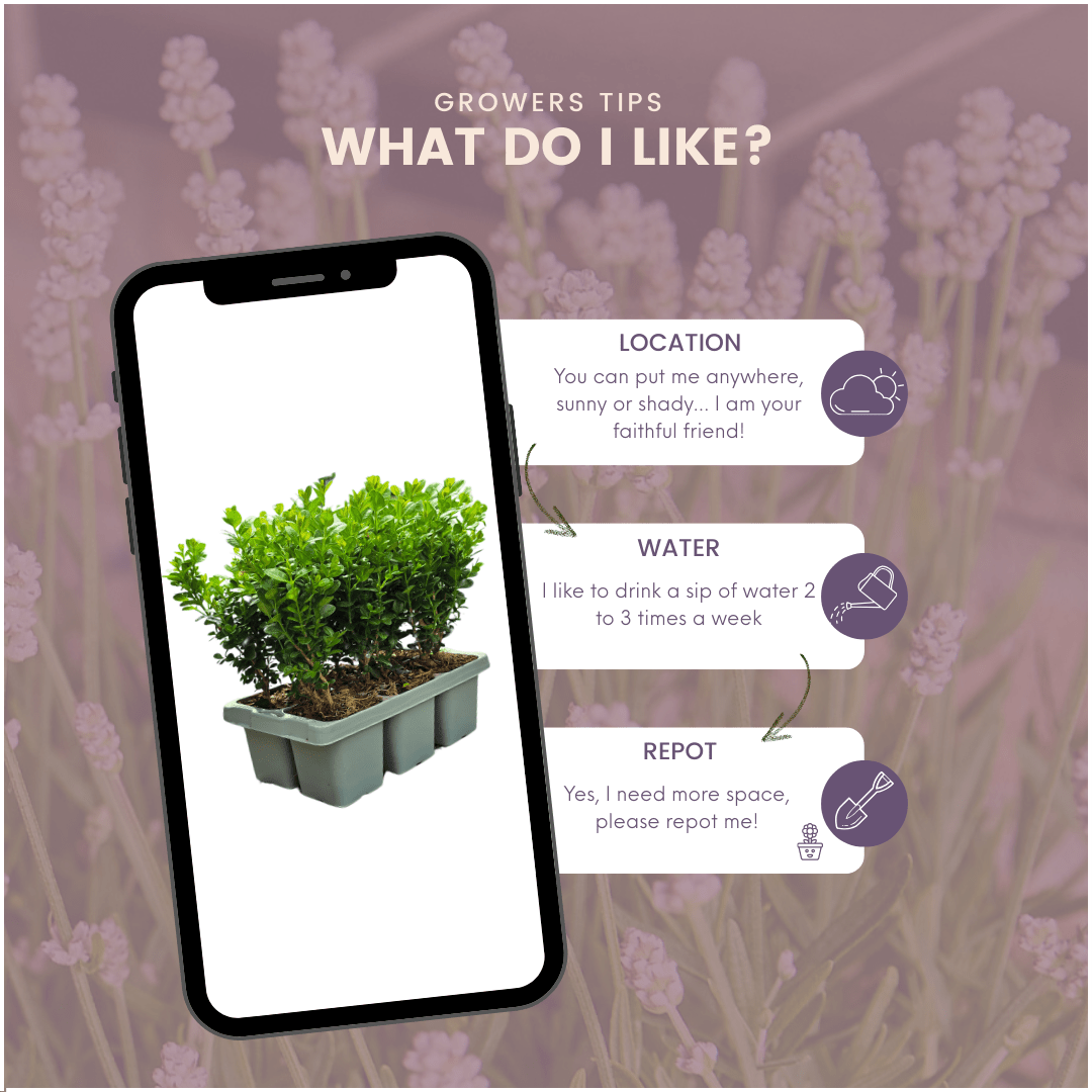 Buis NewGen Freedom (buis compact) - 15 cm - Buis Palm