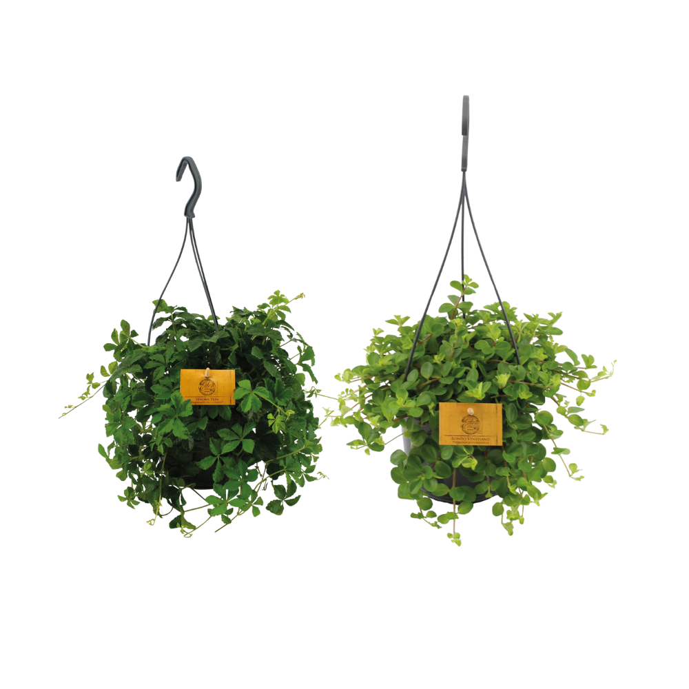 Hangplant duo - 2 stuks - Ø15cm - 25cm - Kamerplant