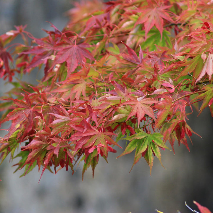 Japanse Esdoorn Beni Maiko - Rood - 70cm - Acer Palmatum Buiten