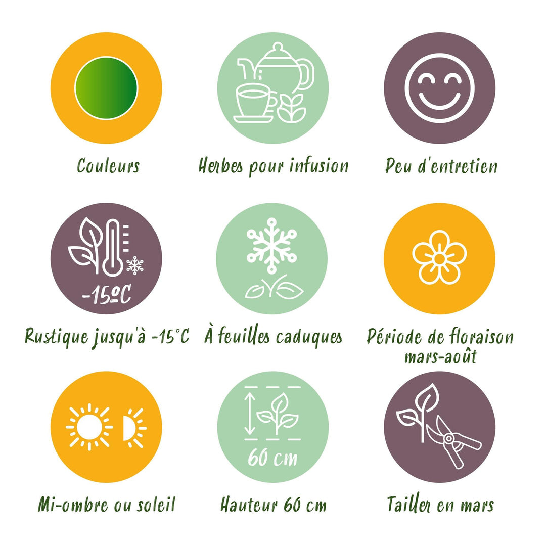 Kit de jardin de vivaces - Herbes à tisane