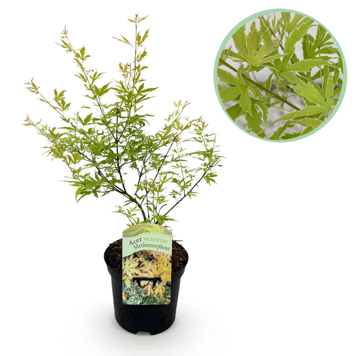 Japanse Esdoorn Methamorphosa - Groen - 70cm - Acer Palmatum Buiten