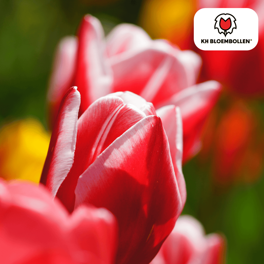 Bulbes de tulipe Candy Apple Delight - 20 pièces - Plante en pot décorative