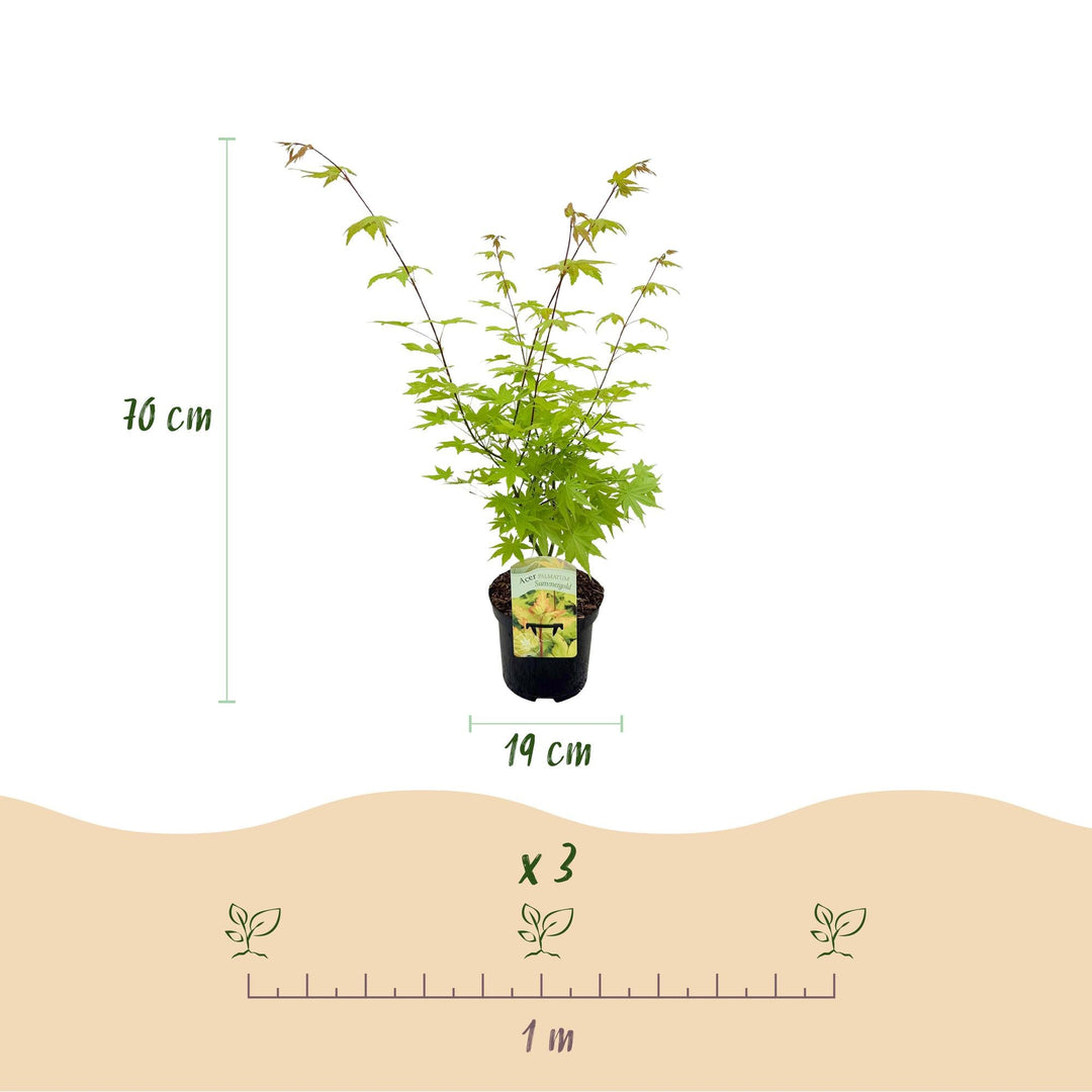 Japanse Esdoorn Summergold - Geel - 70cm - Acer Palmatum Buiten