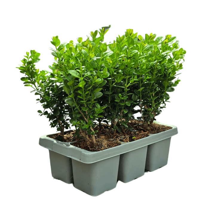 Buis NewGen Freedom (buis compact) - 15 cm - Buis Palm