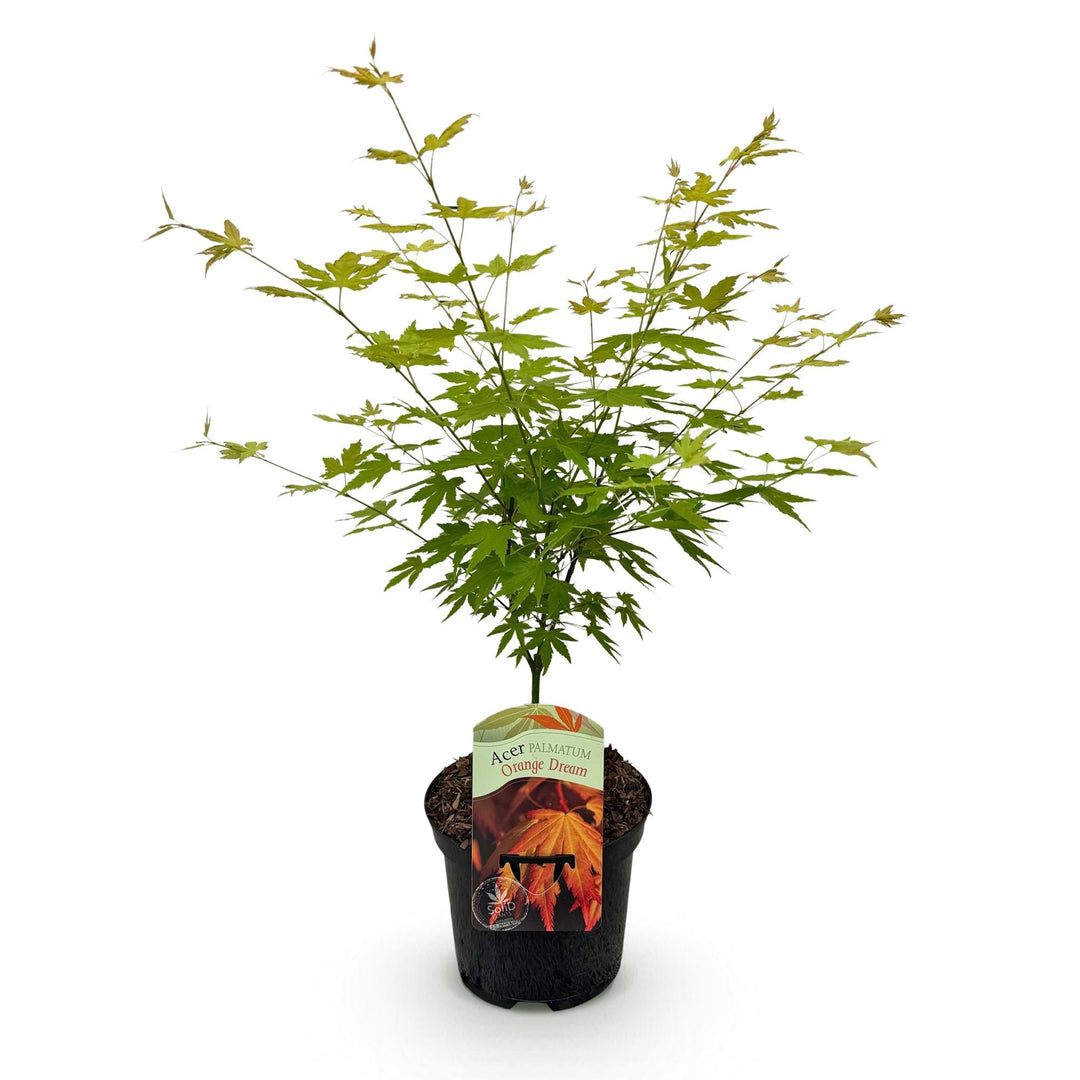Japanse Esdoorn Orange Dream - Oranje - 70cm - Acer Palmatum Buiten
