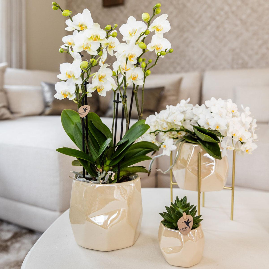 Combi deal - Pearl travertine potten - Sierpot Kamerplant