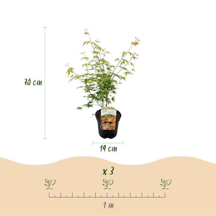 Érable Japonais Katsura - Orange - 70cm - Acer Palmatum Extérieur