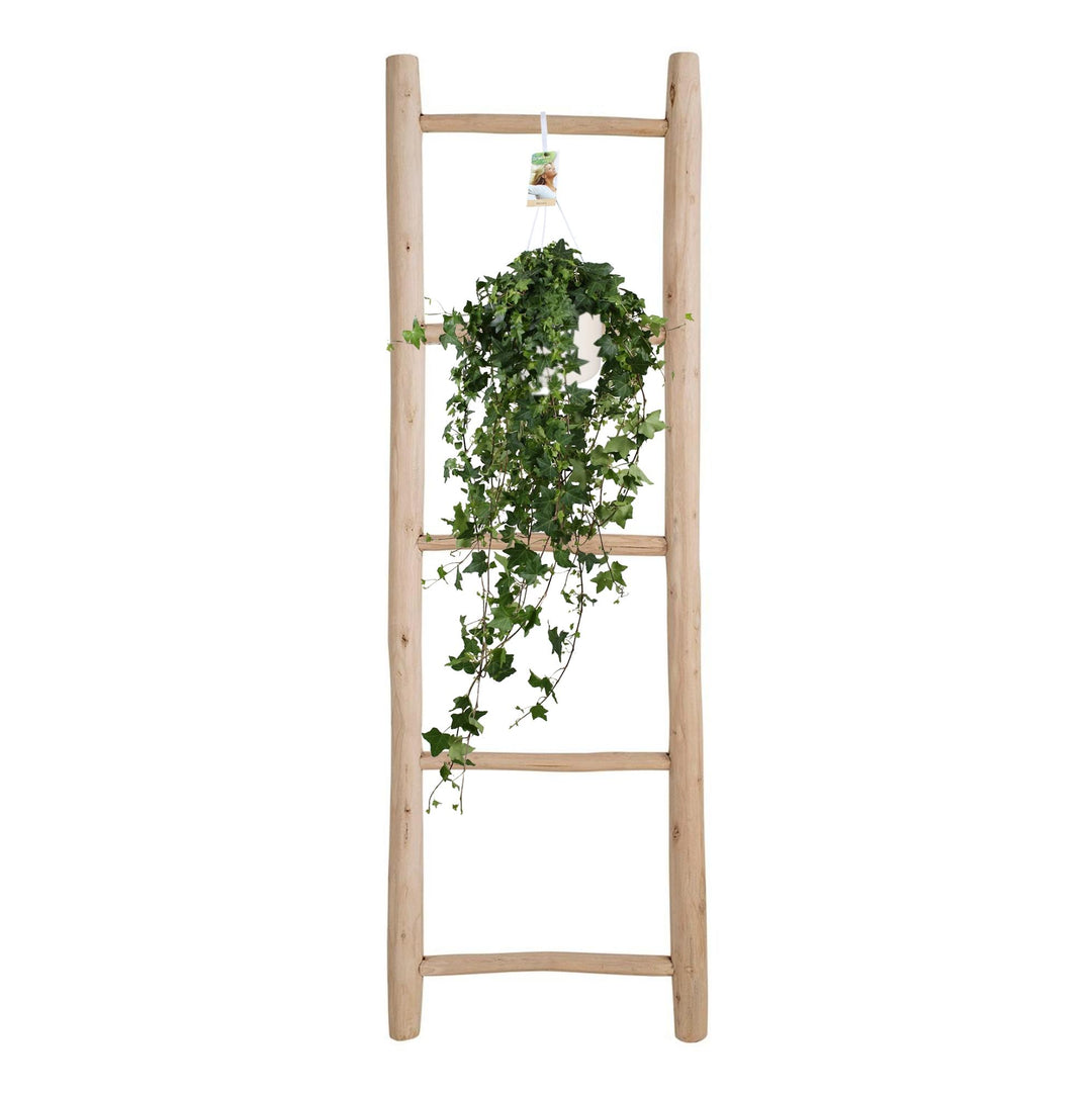 Lierre Hedera Helix Pitsburg - Suspension/XXL - Ø17cm - 90cm