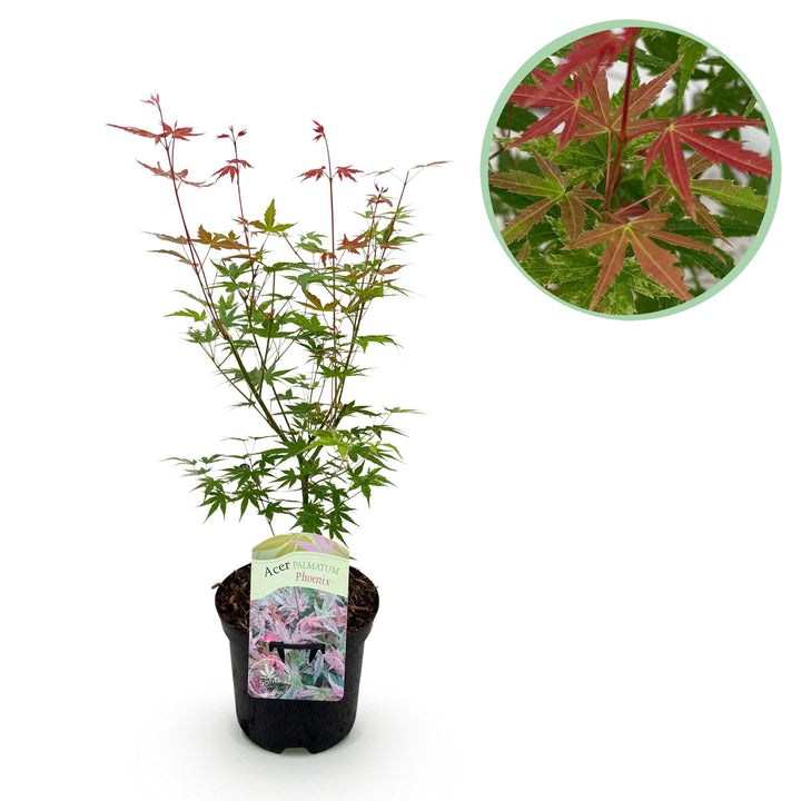 Japanse Esdoorn Phoenix - Roze - 70cm - Dadelpalm | Koop