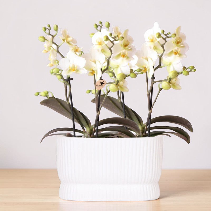 Ensemble d'orchidées blanches dans un pot décoratif Luxe Diabolo Twin - Pot de fleurs