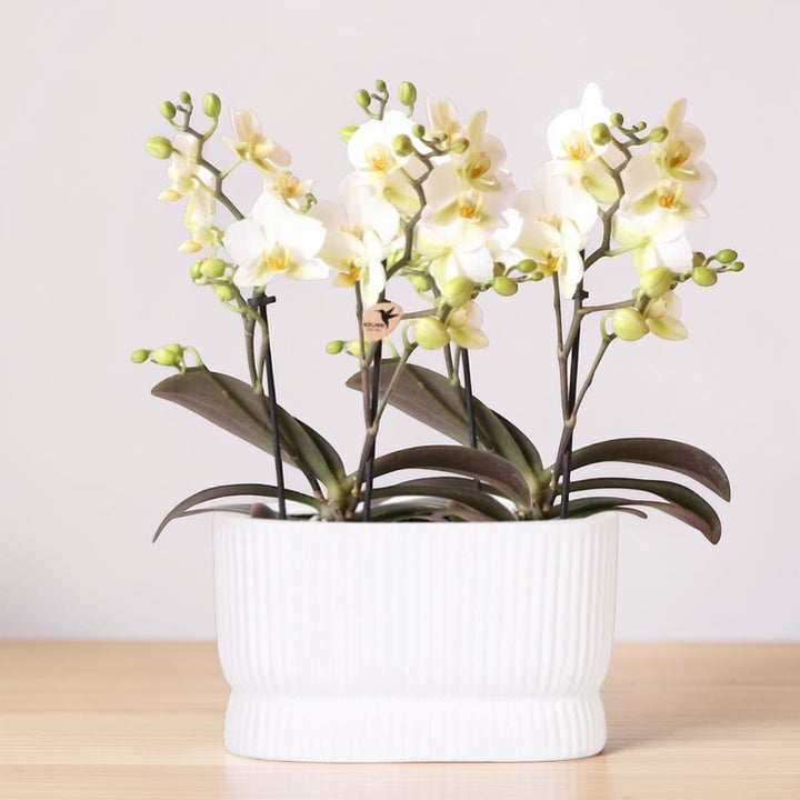 Ensemble d'orchidées blanches dans un pot décoratif Luxe Diabolo Twin - Pot de fleurs