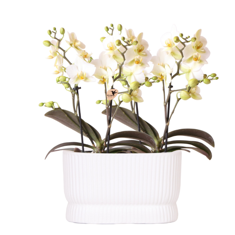 Ensemble d'orchidées blanches dans un pot décoratif Luxe Diabolo Twin - Pot de fleurs