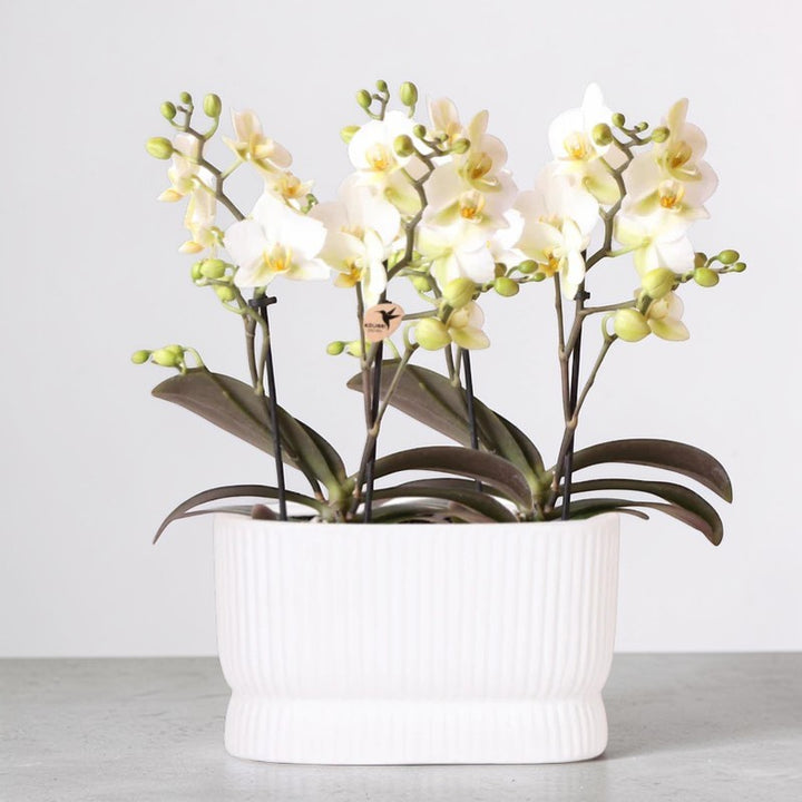 Ensemble d'orchidées blanches dans un pot décoratif Luxe Diabolo Twin - Pot de fleurs