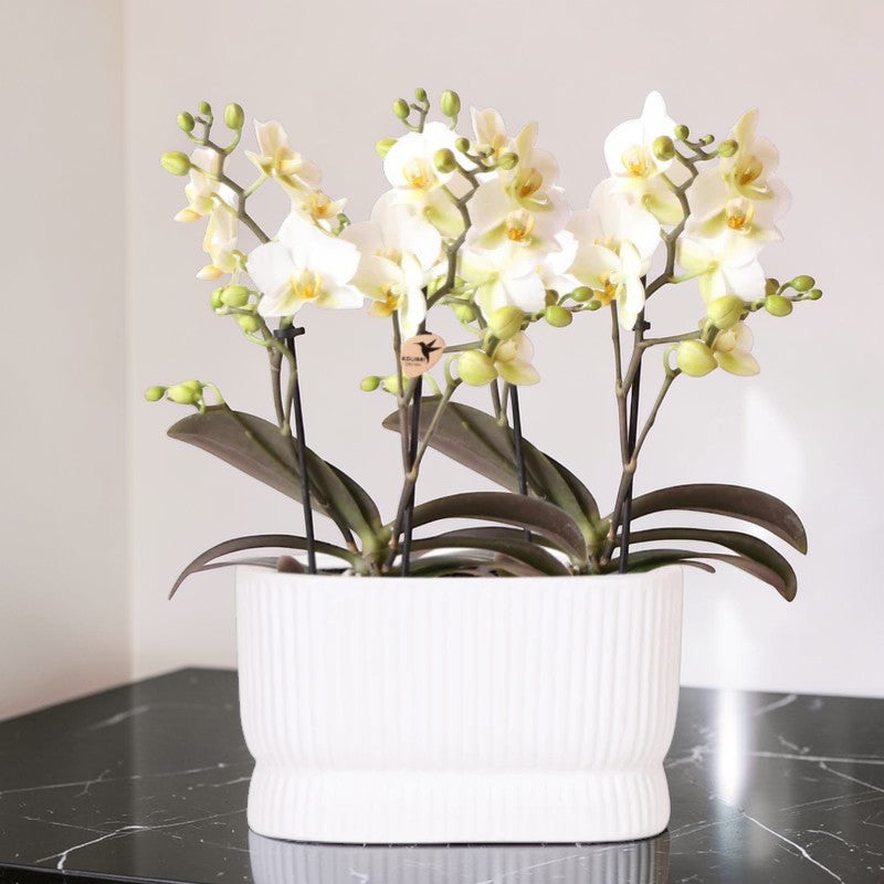 Ensemble d'orchidées blanches dans un pot décoratif Luxe Diabolo Twin - Pot de fleurs