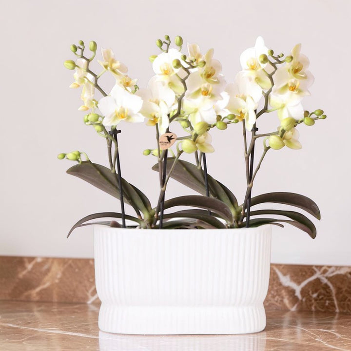Ensemble d'orchidées blanches dans un pot décoratif Luxe Diabolo Twin - Pot de fleurs