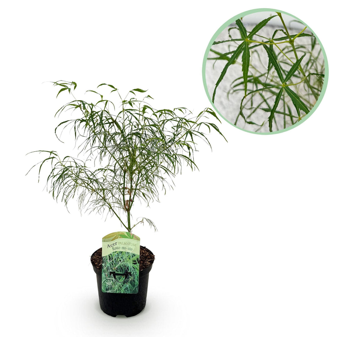Japanse Esdoorn Koto-no-ito - Groen - 70cm - Acer Palmatum Buiten