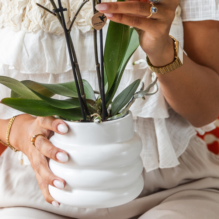Luxe set | Gibraltar orchidee - Phalaenopsis Orchidee