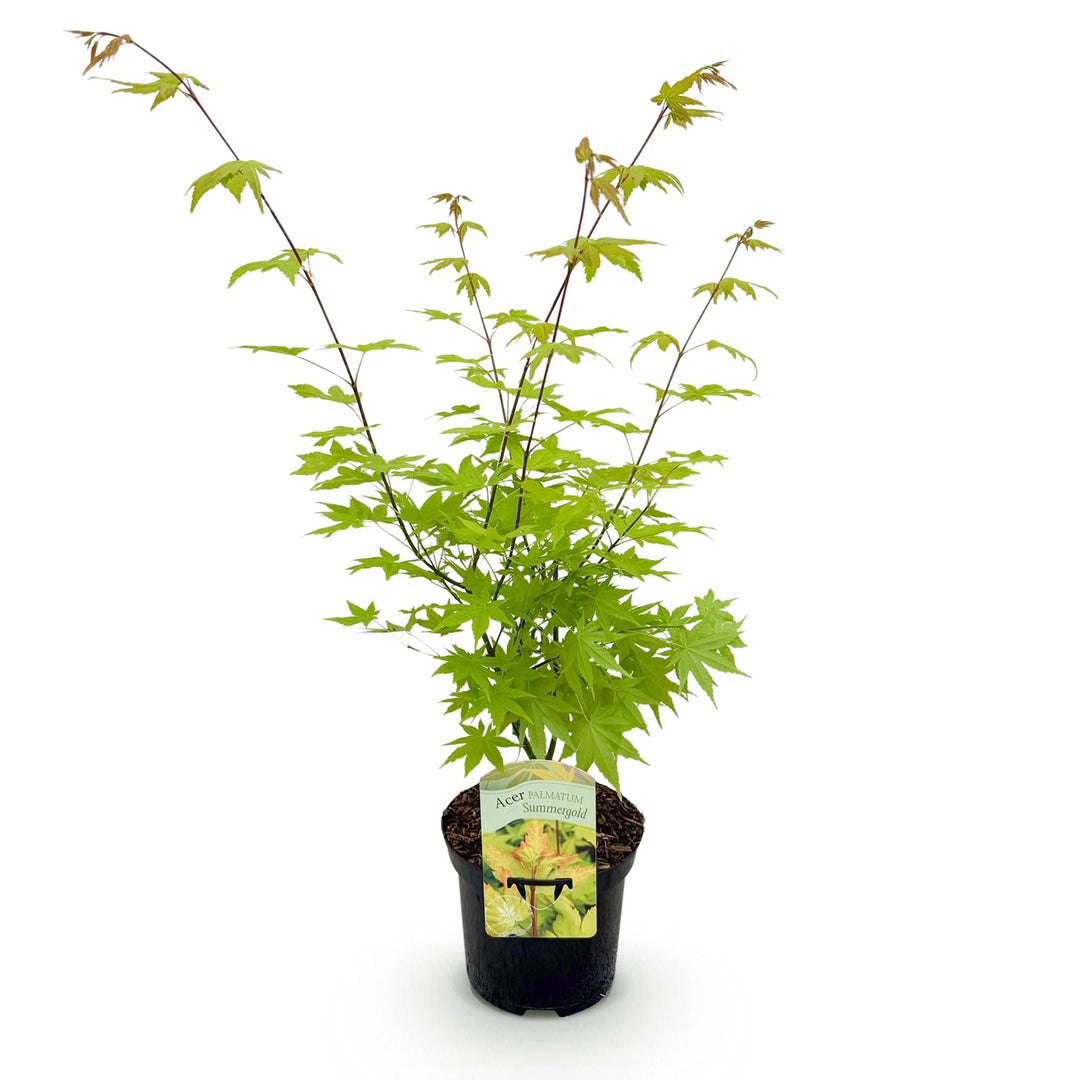 Japanse Esdoorn Summergold - Geel - 70cm - Acer Palmatum Buiten