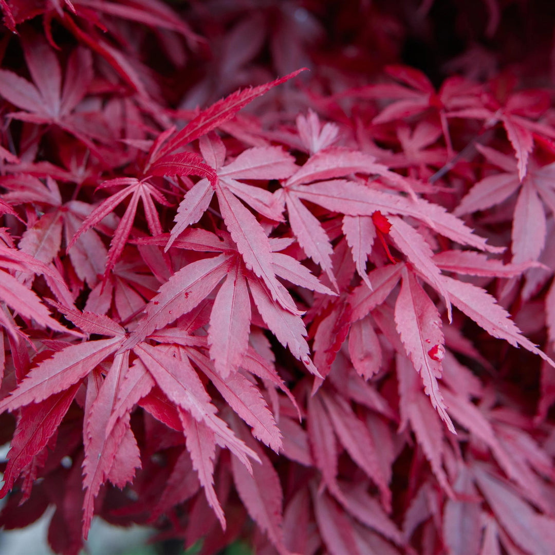 Japanse Esdoorn Skeetsers Broom - Paars - 70cm - Acer Palmatum Buiten