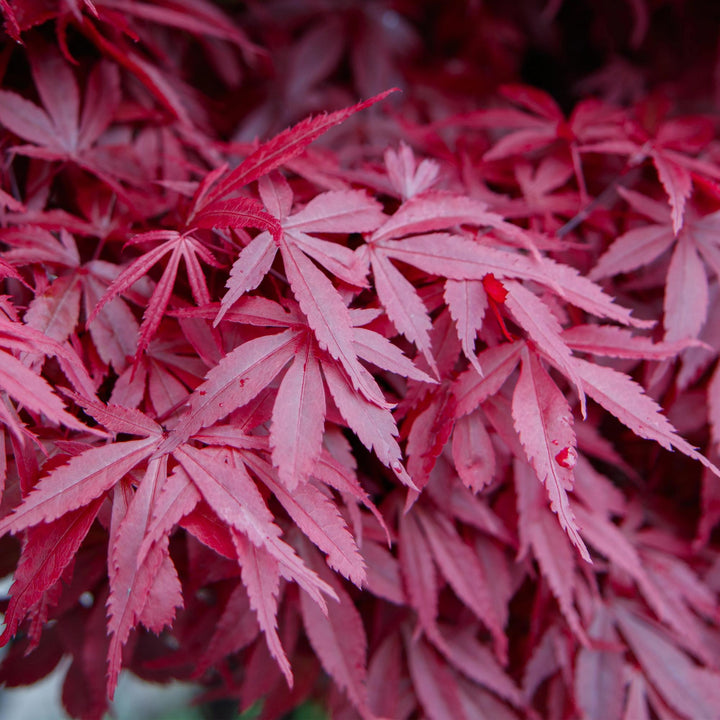 Japanse Esdoorn Skeetsers Broom - Paars - 70cm - Acer Palmatum Buiten