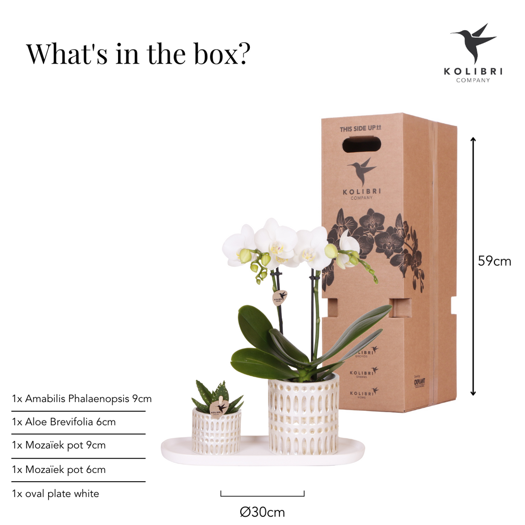 Plantenset Le Chic small | Witte Phalaenopsis Orchidee Amabilis en