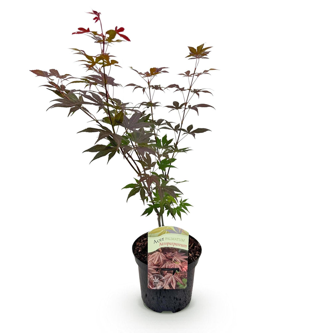 Japanse Esdoorn Atropurpureum - Paars - 70cm - Acer Palmatum Buiten