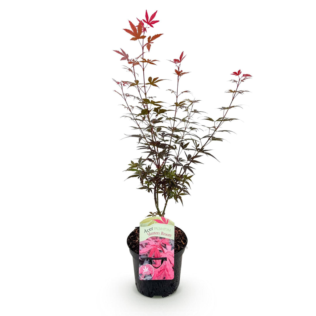 Japanse Esdoorn Skeetsers Broom - Paars - 70cm - Acer Palmatum Buiten
