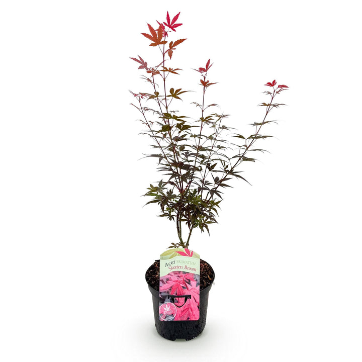 Japanse Esdoorn Skeetsers Broom - Paars - 70cm - Acer Palmatum Buiten