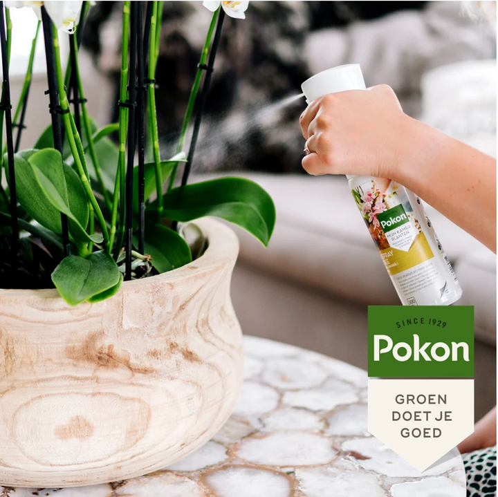 Pokon Powerspray orchidée 300 ml - Orchidée Phalaenopsis
