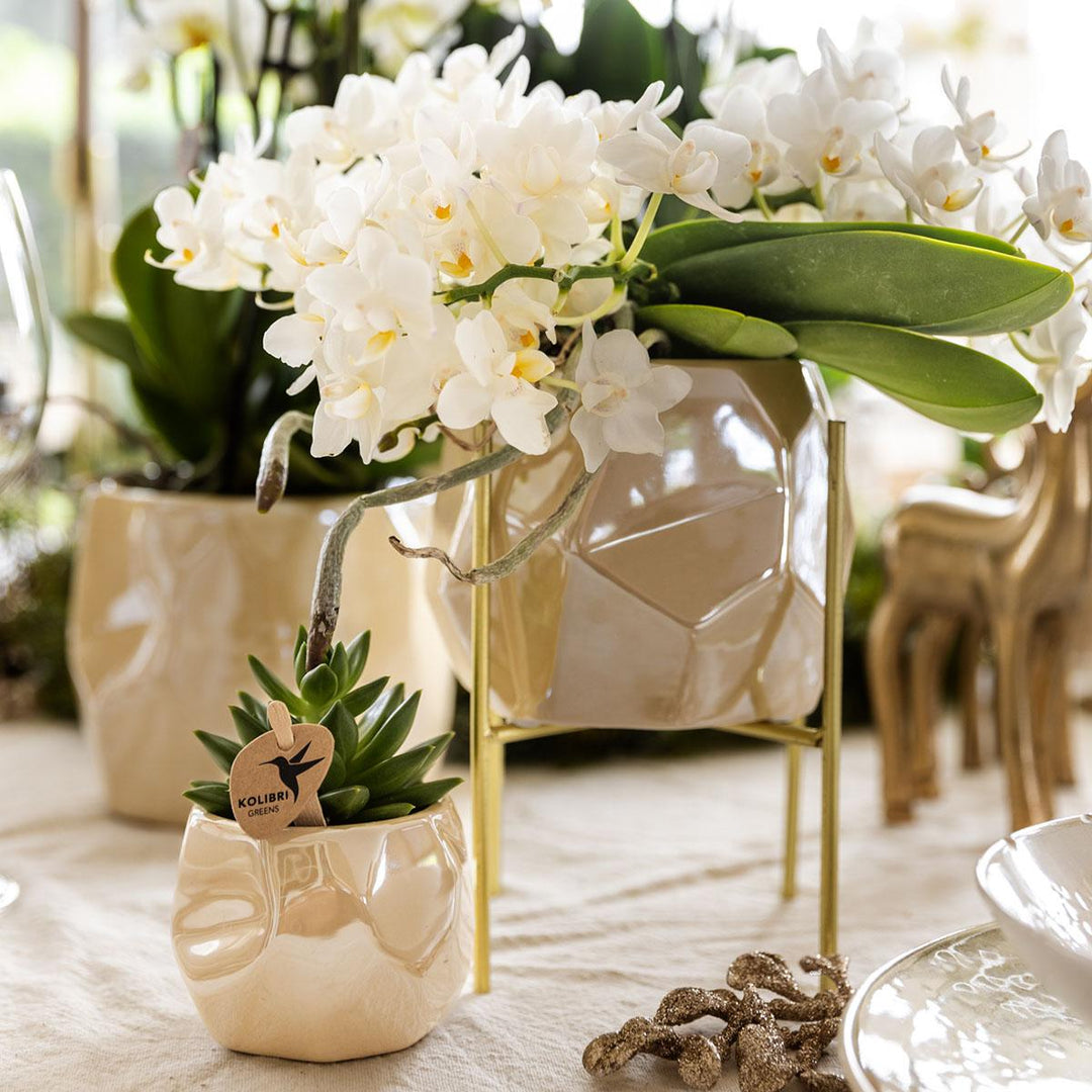 Combi deal - Pearl travertine potten - Sierpot Kamerplant