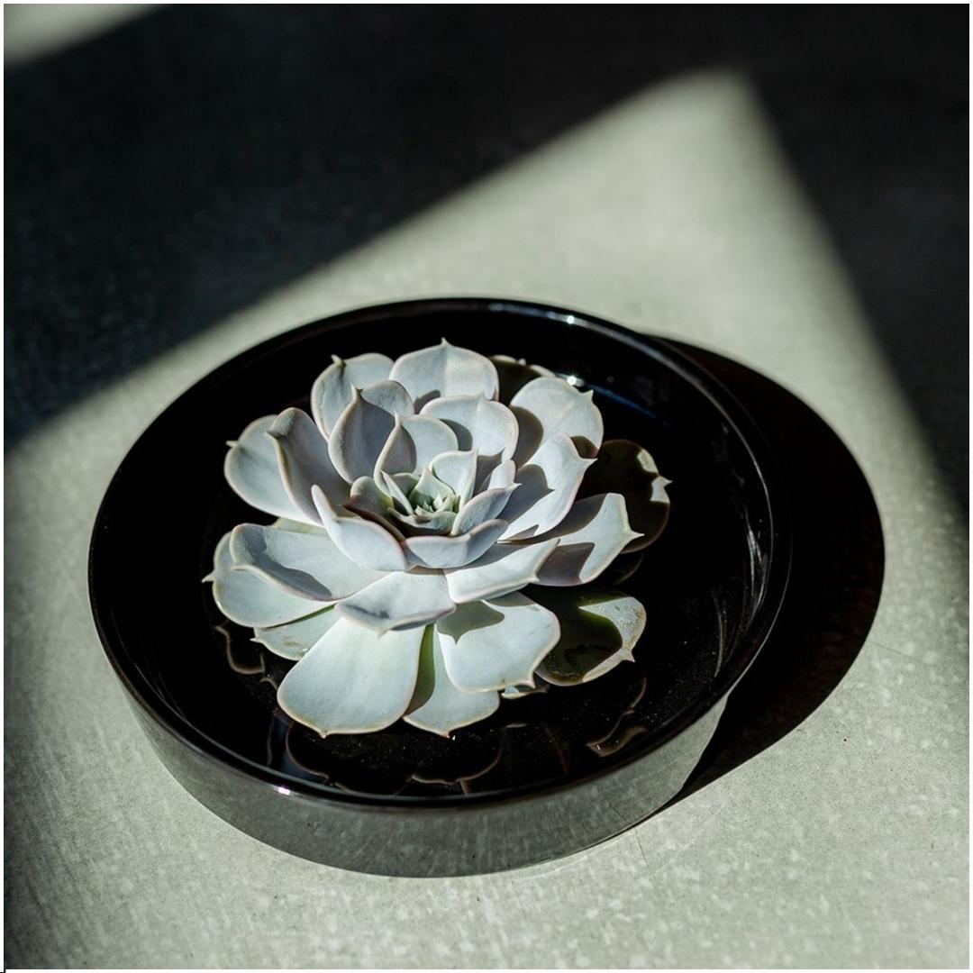 Succulente Echeveria Lilacina dans une coupelle 'noire' Ø20 cm - 5 cm