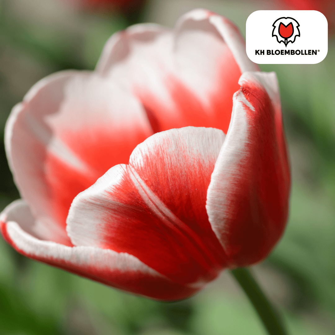 Bulbes de tulipe Candy Apple Delight - 20 pièces - Plante en pot décorative