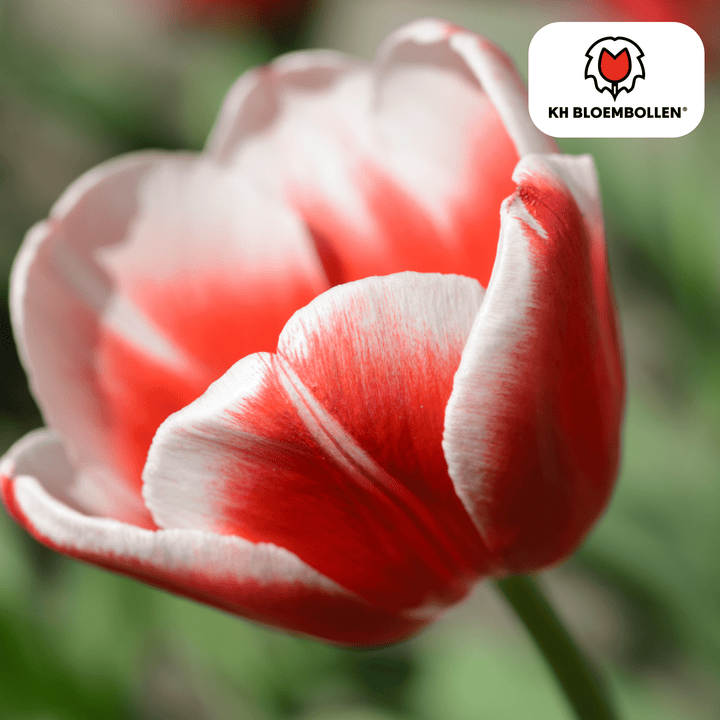 Bulbes de tulipe Candy Apple Delight - 20 pièces - Plante en pot décorative