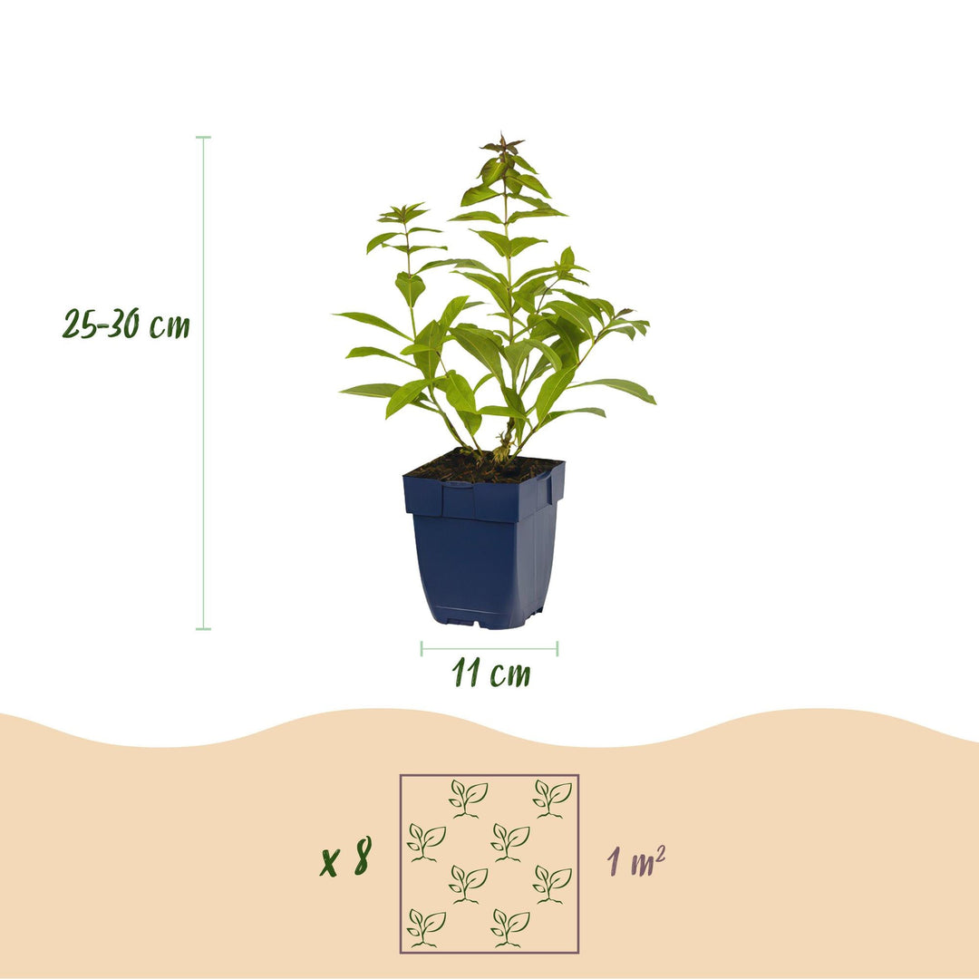 Platebande prête à planter - Parfumée