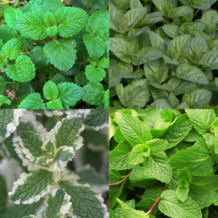 Kit de jardin de vivaces - Herbes à tisane