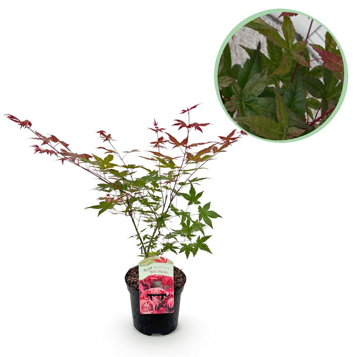 Japanse Esdoorn Beni Maiko - Rood - 70cm - Acer Palmatum Buiten